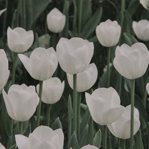 Meet your Posher, Daniela